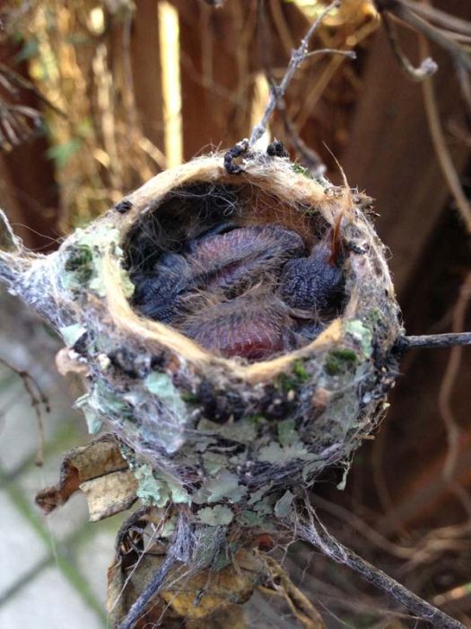 baby hummingbirds in the nest