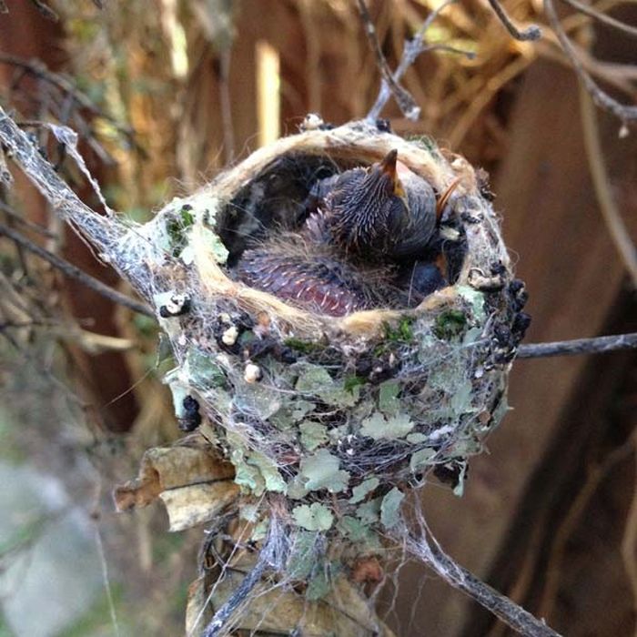 baby hummingbirds in the nest