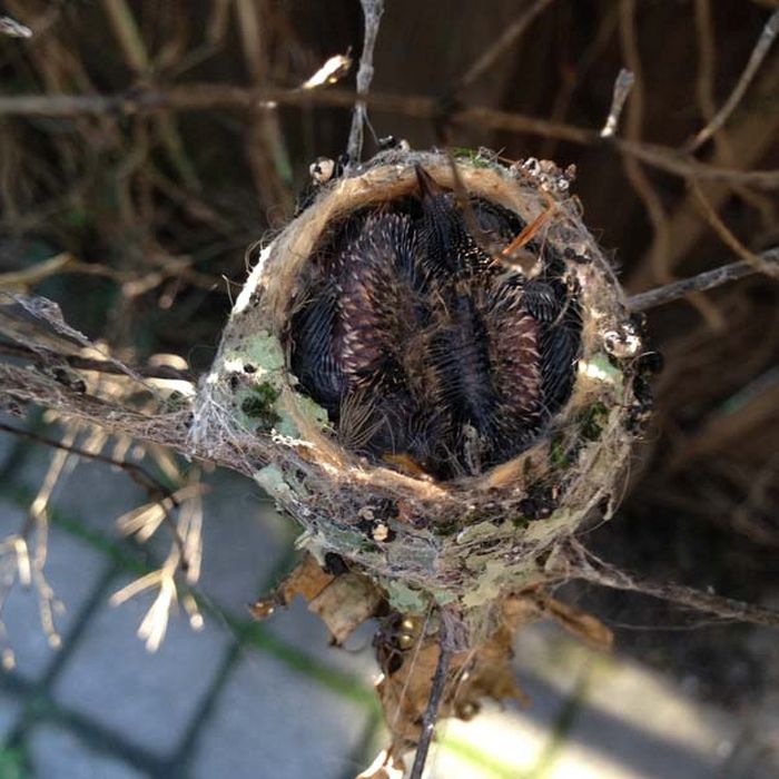 baby hummingbirds in the nest