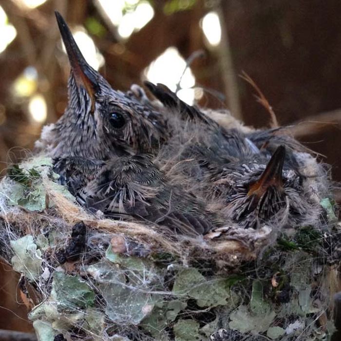 baby hummingbirds in the nest