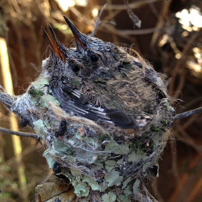 baby hummingbirds in the nest