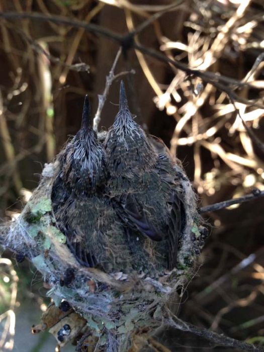 baby hummingbirds in the nest