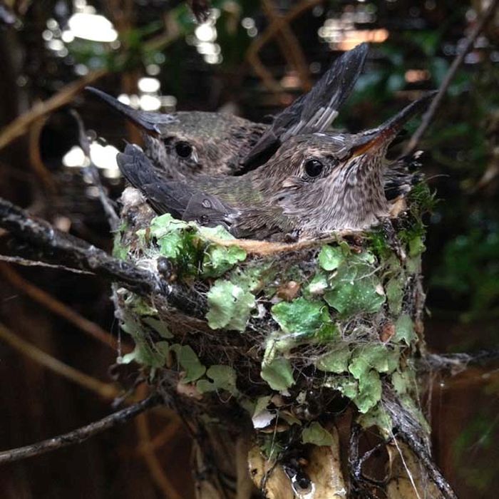 baby hummingbirds in the nest