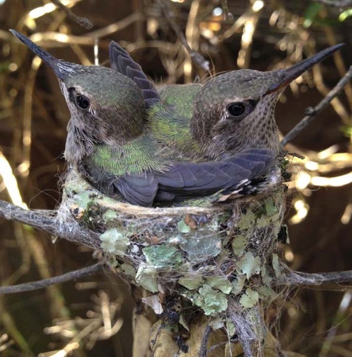 baby hummingbirds in the nest