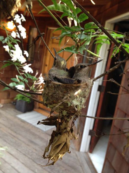 baby hummingbirds in the nest