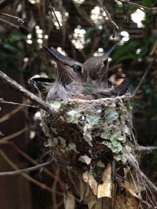 baby hummingbirds in the nest