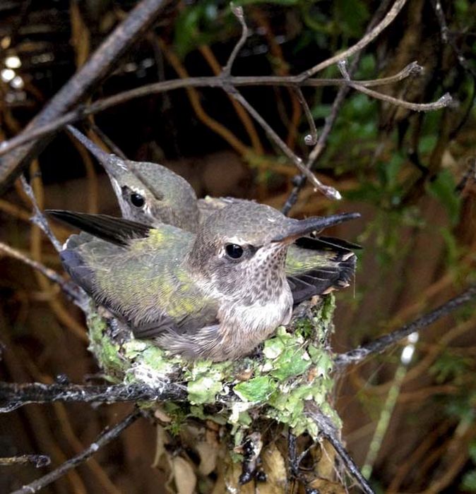 baby hummingbirds in the nest