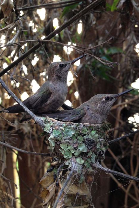 baby hummingbirds in the nest