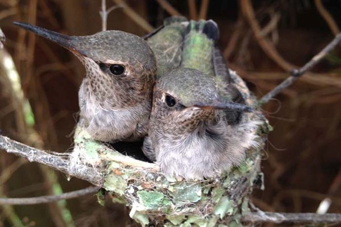 baby hummingbirds in the nest