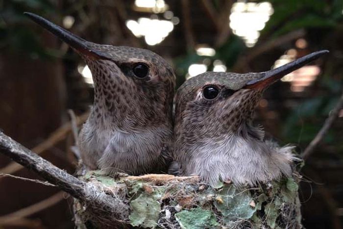 baby hummingbirds in the nest