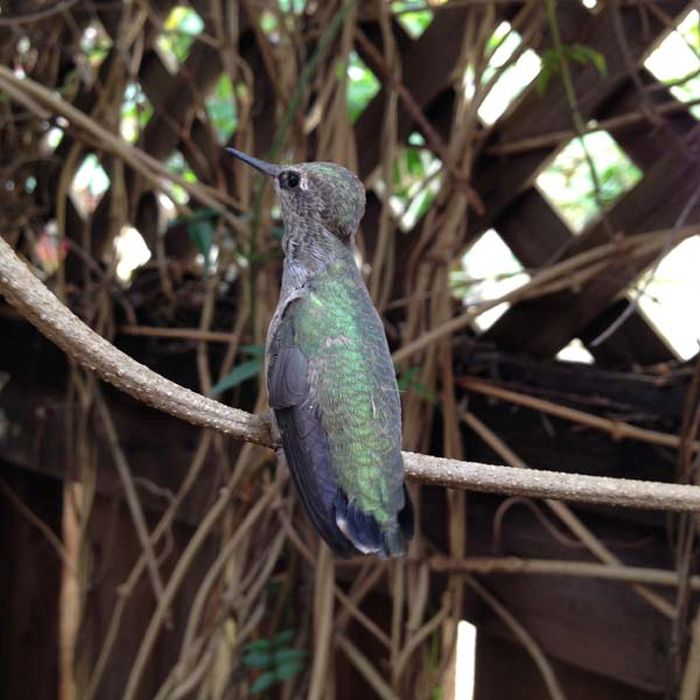 baby hummingbirds in the nest