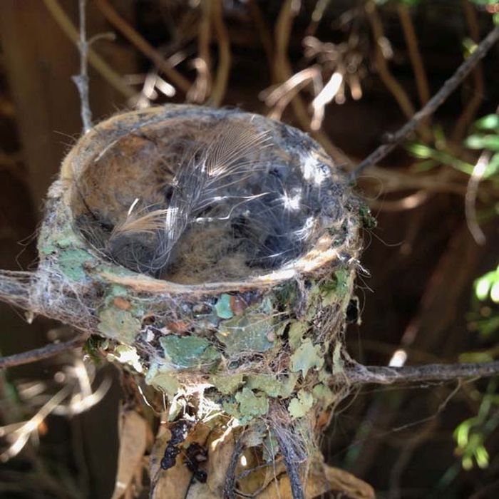 baby hummingbirds in the nest