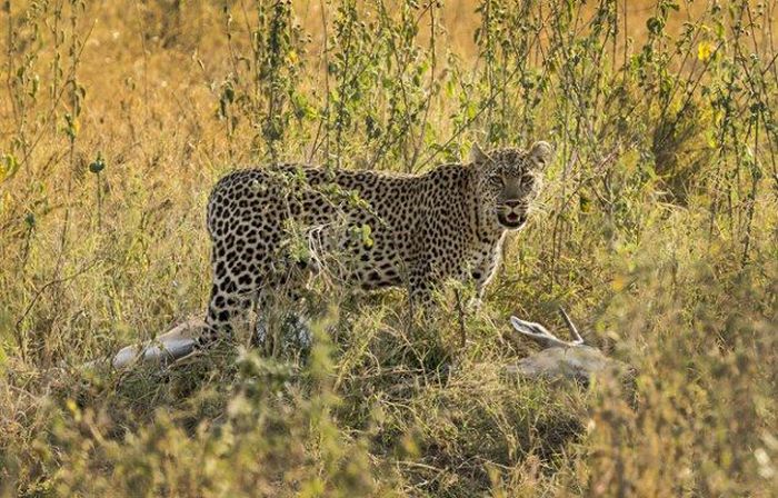 leopard against a gazelle