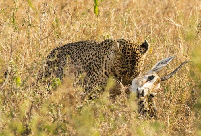 leopard against a gazelle