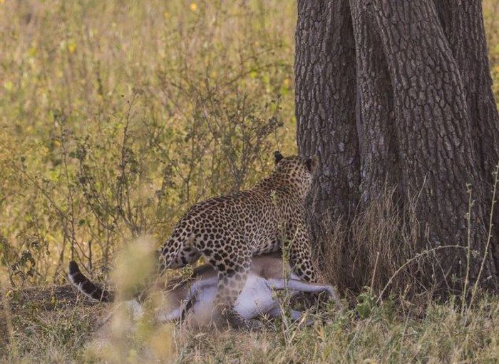 leopard against a gazelle