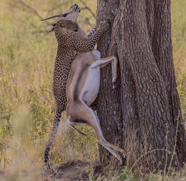 leopard against a gazelle