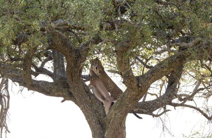 leopard against a gazelle