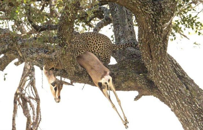 leopard against a gazelle