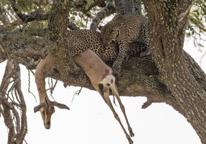 leopard against a gazelle