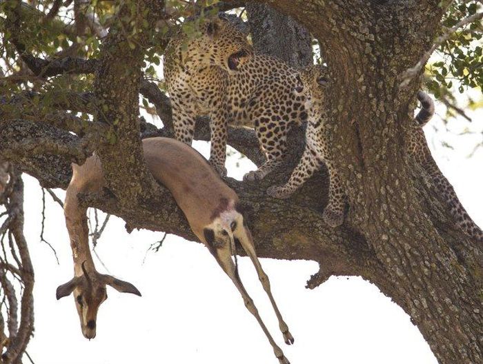 leopard against a gazelle