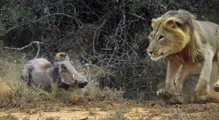 lion against a warthog