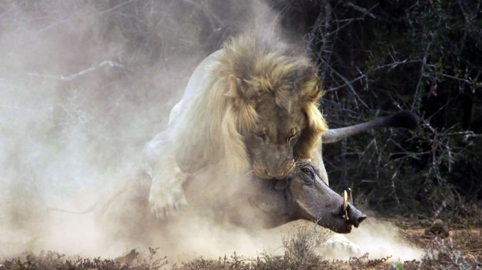 lion against a warthog