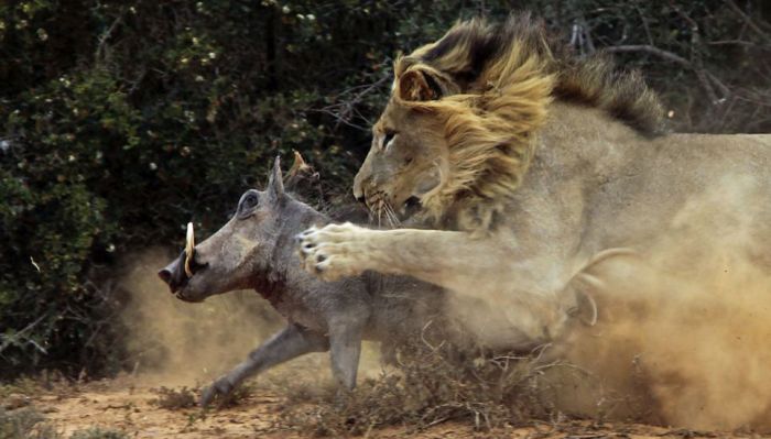 lion against a warthog