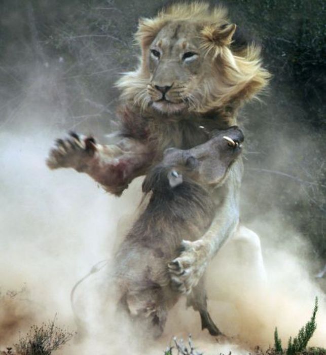 lion against a warthog