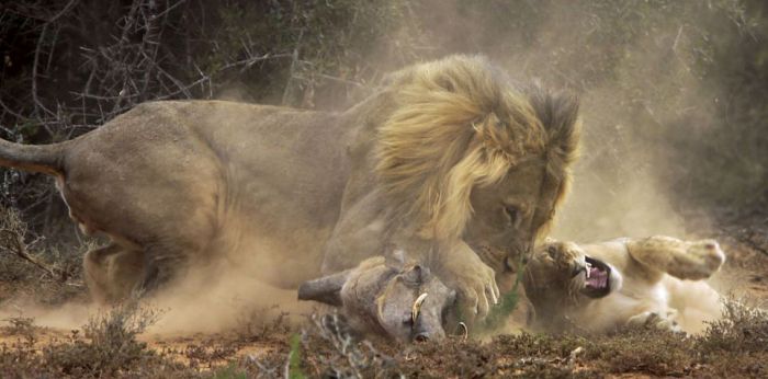 lion against a warthog