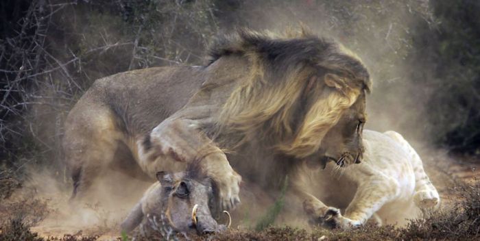 lion against a warthog