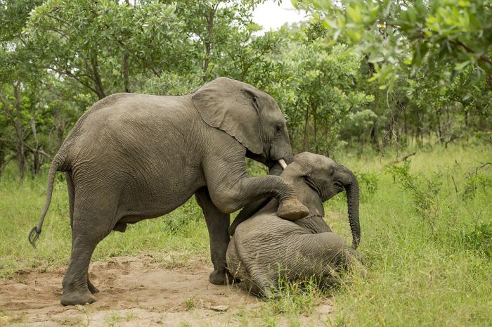 elephants playing in the nature