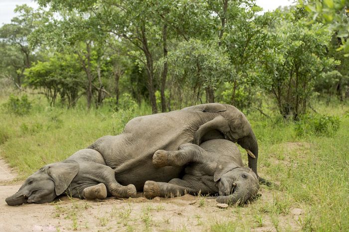 elephants playing in the nature