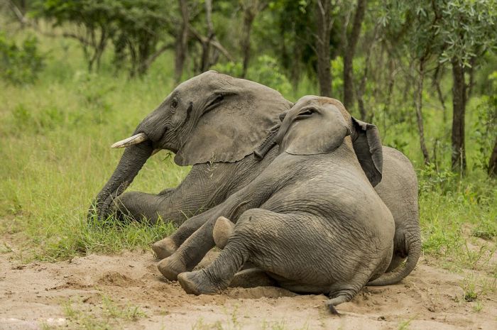 elephants playing in the nature