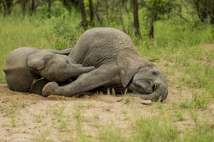 elephants playing in the nature