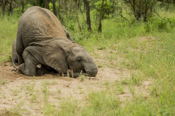 elephants playing in the nature