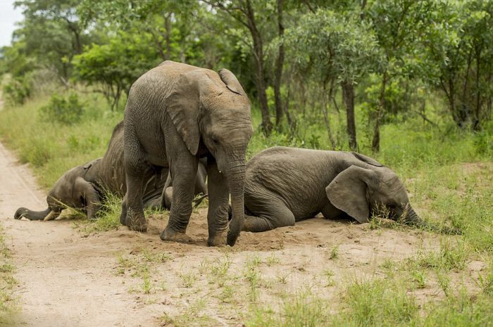 elephants playing in the nature