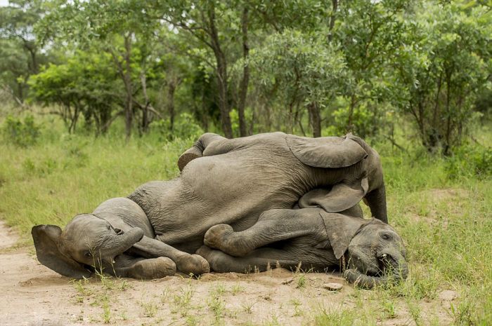 elephants playing in the nature