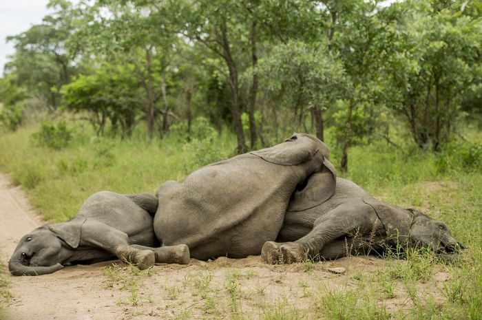 elephants playing in the nature