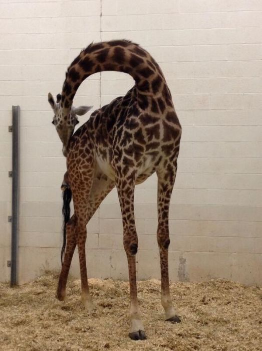 first moments of a baby giraffe