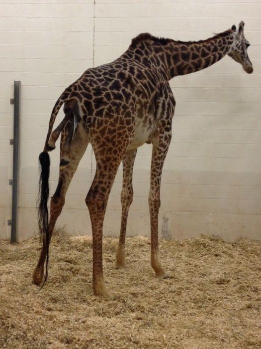 first moments of a baby giraffe