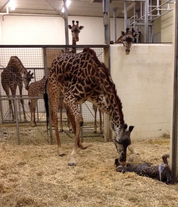 first moments of a baby giraffe