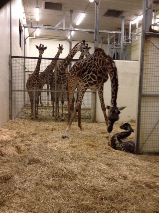 first moments of a baby giraffe