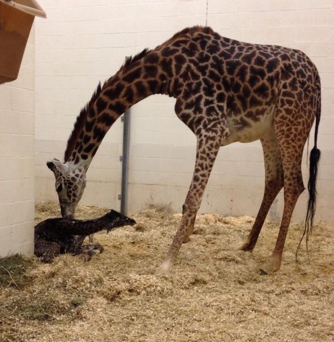 first moments of a baby giraffe