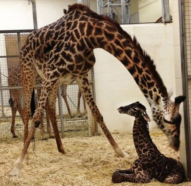 first moments of a baby giraffe