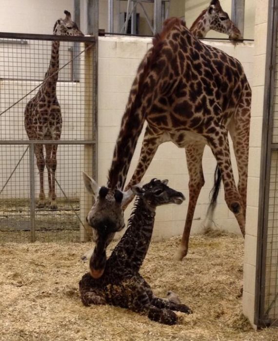 first moments of a baby giraffe