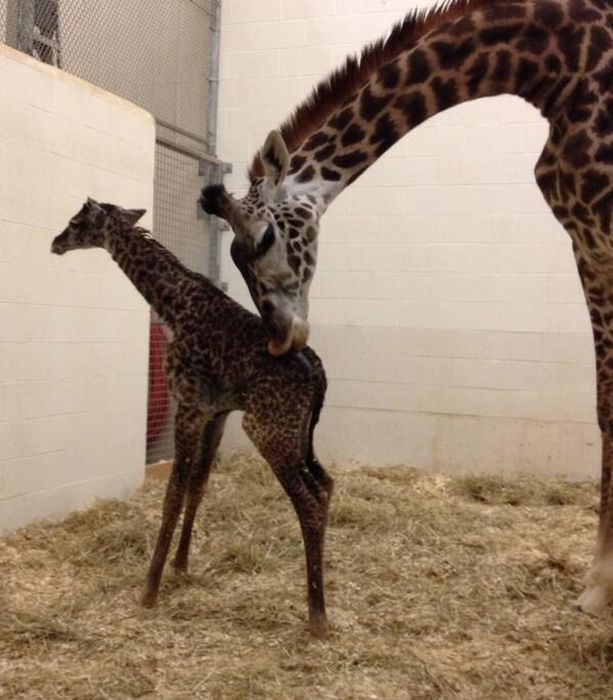 first moments of a baby giraffe