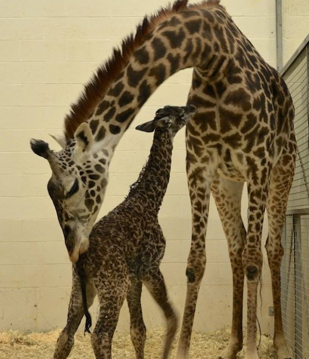 first moments of a baby giraffe