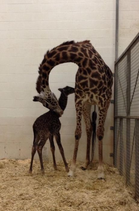 first moments of a baby giraffe