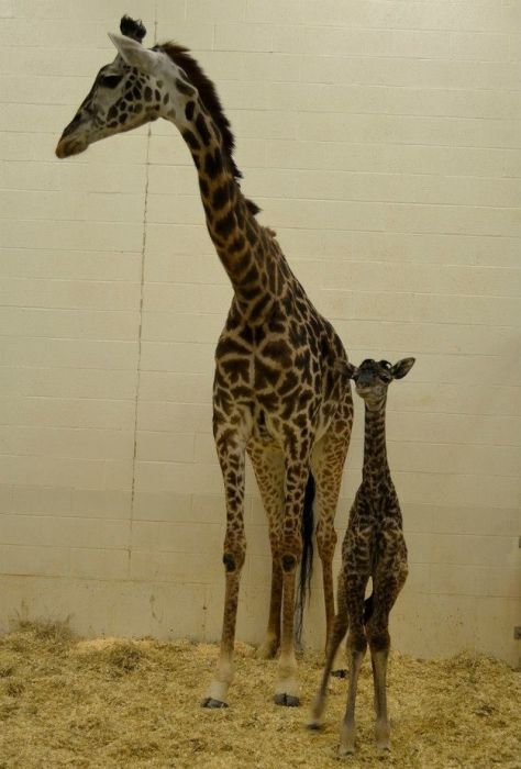 first moments of a baby giraffe