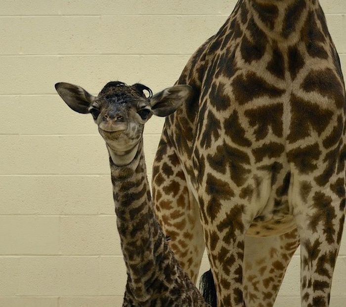 first moments of a baby giraffe